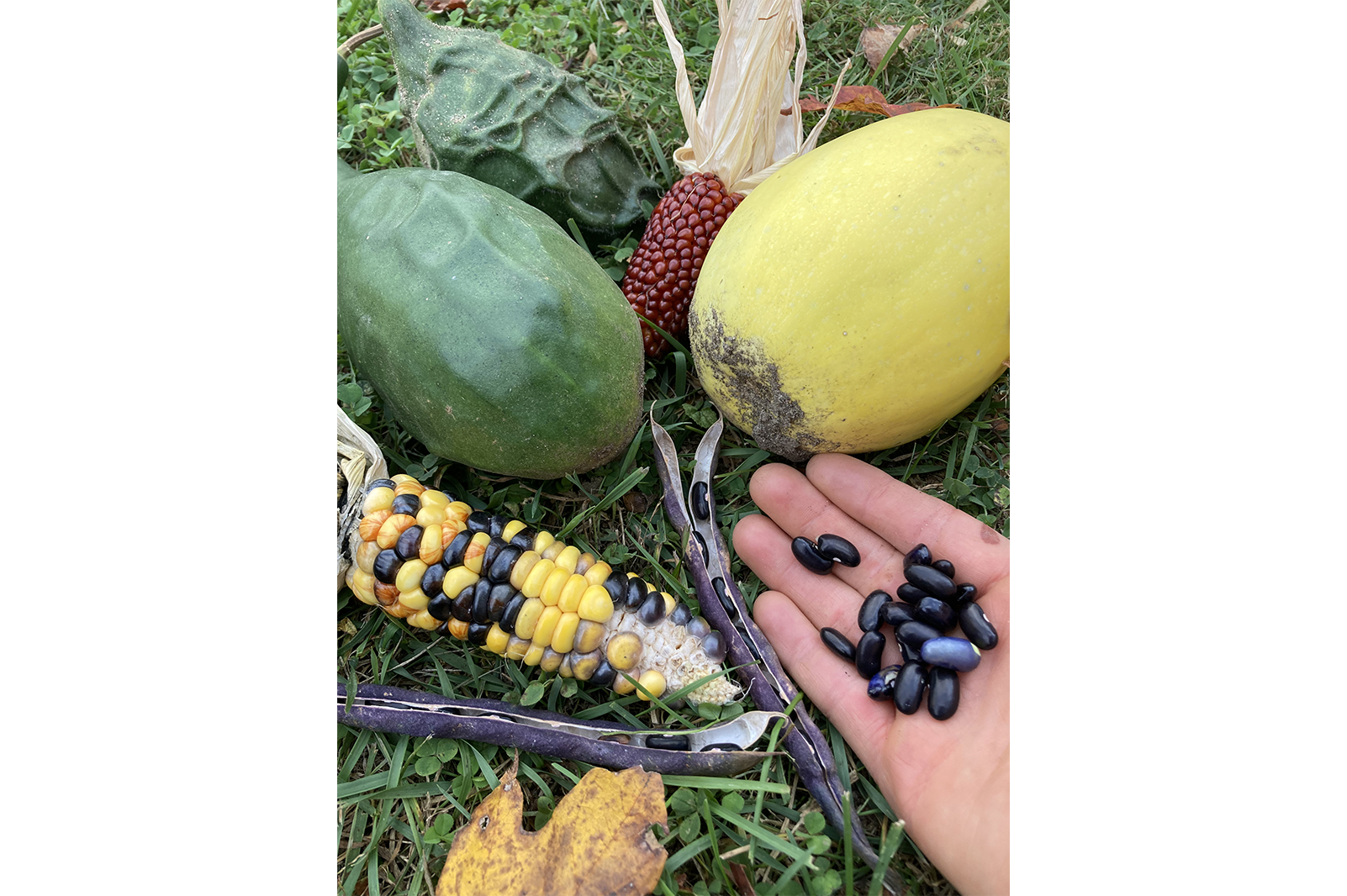 Produce from the Three Sisters Garden in Buckley.