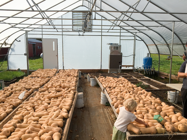 Green Gardens Community Farm. Photo by Lindsey J. Scalera.
