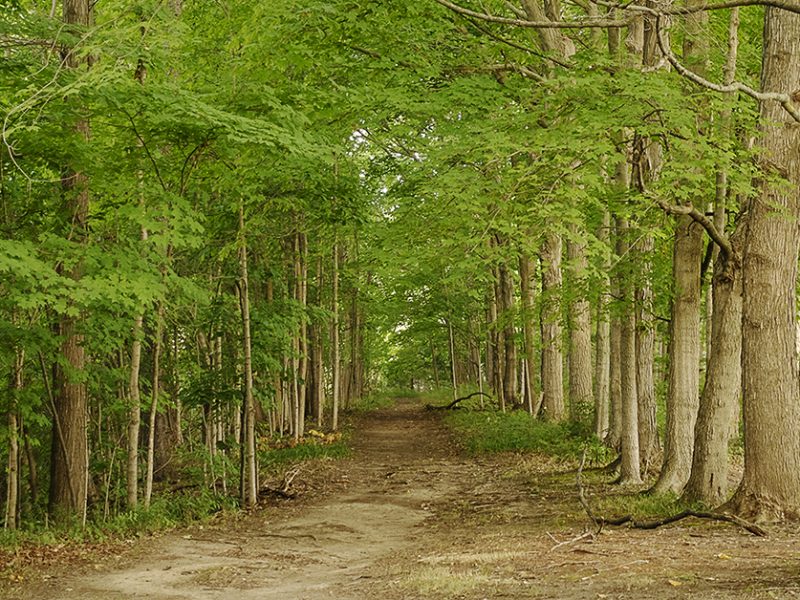 Flushing, MI - Monday, July 16, 2018: A view of a trail leading down to the Flint River at the Flushing County Park.