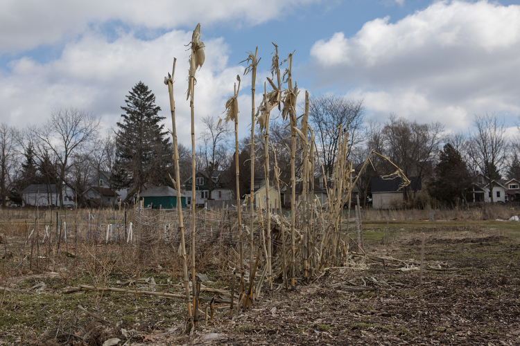 The Hillcrest Community Garden
