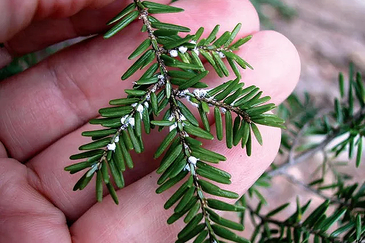 A sign of hemlock woolly adelgid infestation: Wool-like ovisacs, which protect the insect and its eggs. Ovisacs appear between late fall to early summer.