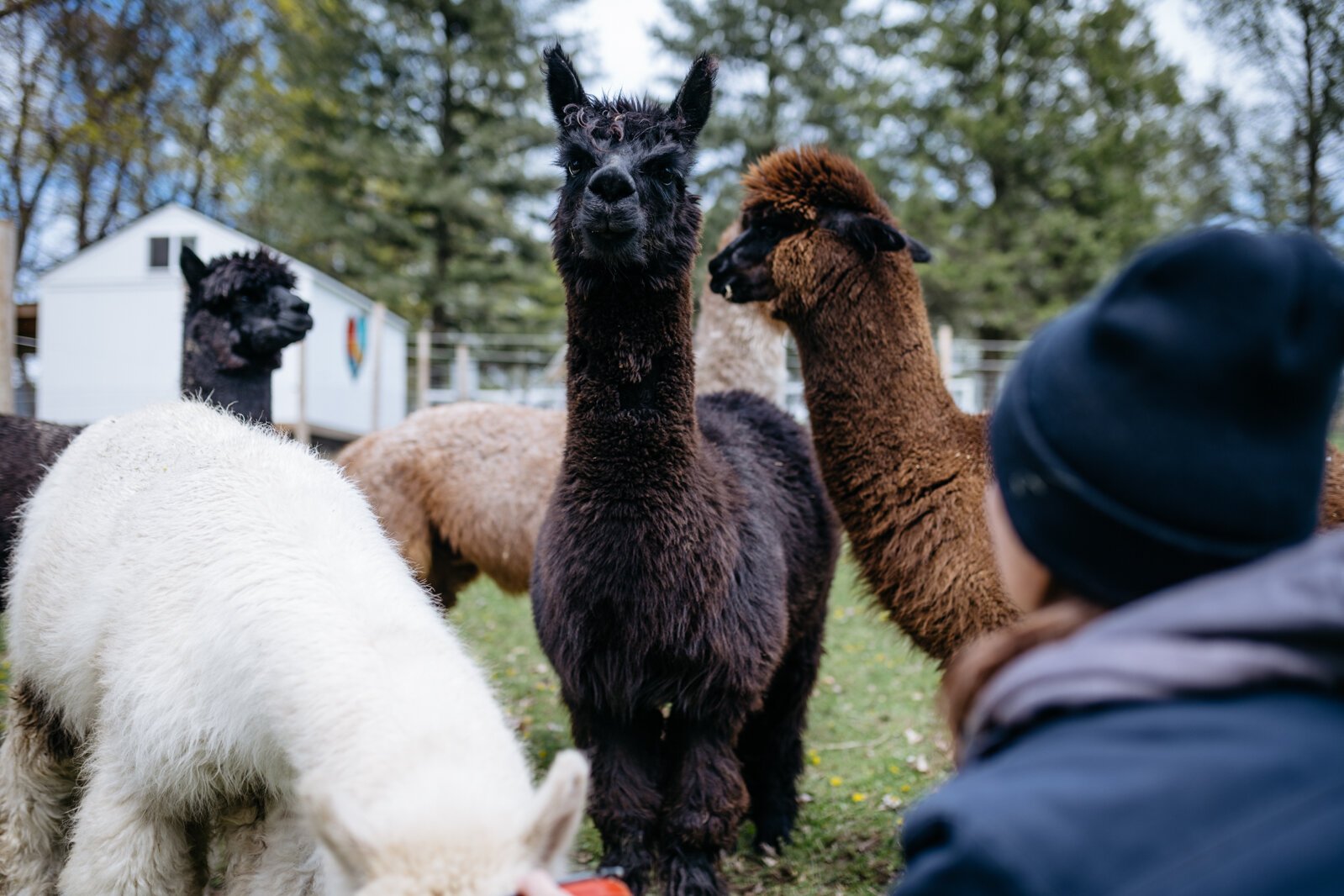 Alpacas at the Living and Learning Enrichment Center.