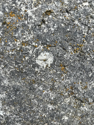 Middle Bass Island fossil