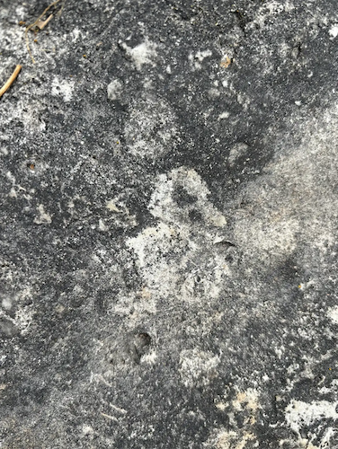 Middle Bass Island fossil