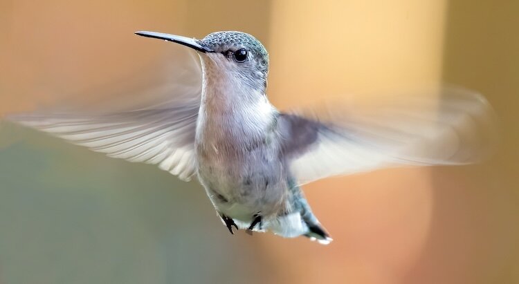 A Ruby-throated hummingbird hovers showing how fast its wings are.