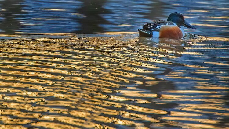 A Northern Shoveler leaves a sun-reflected wake at Sheldon Marsh State Nature Preserve