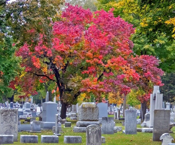 One of the many colorful trees at Oakland Cemetery and Memorial Park.
