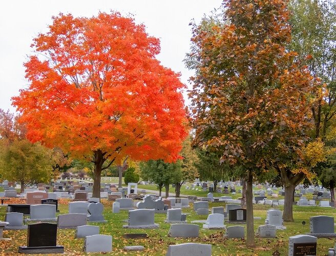 Oakland Cemetery and Memorial Park is home to hundreds of trees.