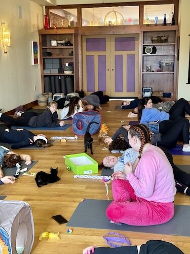 Kittens and participants interact during a kitten yoga session.