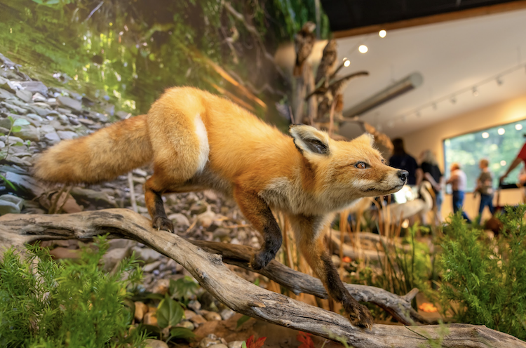 A taxidermied fox is part of an exhibit at the Roger Johnson Nature Center. 