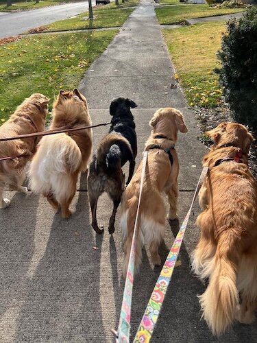 All dogs are welcome at Golden Greeters.