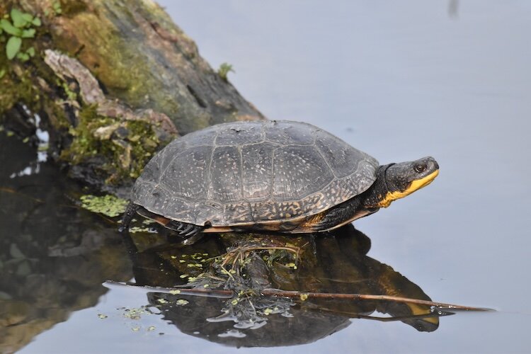 A Blanding's turtle is spotted at Sheldon Marsh State Nature Preserve in May.