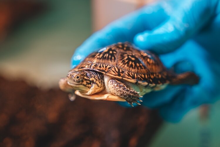 Blanding’s turtles are most easily recognized by their bright yellow throat and their mouths, which always look like they are smiling. 