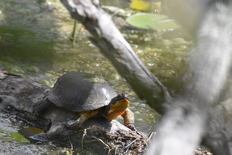 Blanding's turtles can grow to roughly the size of a football.