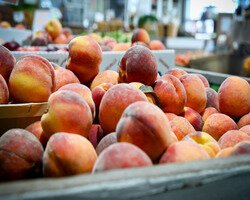 Fresh produce is available at Farmer Jones Farm Market at The Chef's Garden.
