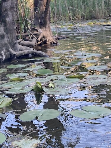  The wetland narrows and winds into a creek with several dead trees. 