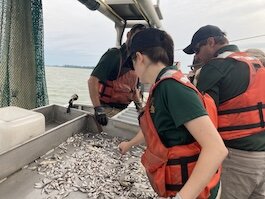 Fisheries biologists look through a haul of young fish, hatched this year, pulled from a trawl net on Fish Ohio Day, June 25, 2024.