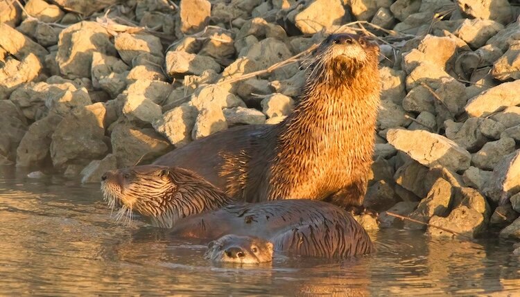 Otters are playful, and evidence of them sliding on snow and ice can often be found in areas where they are known to live. (Photo/Tony Everhardt)