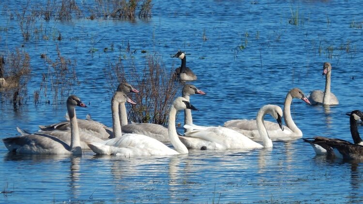 DeWine calls the delisting of the swans an all-Ohio success story because multiple organizations across the state worked together to make it happen. 