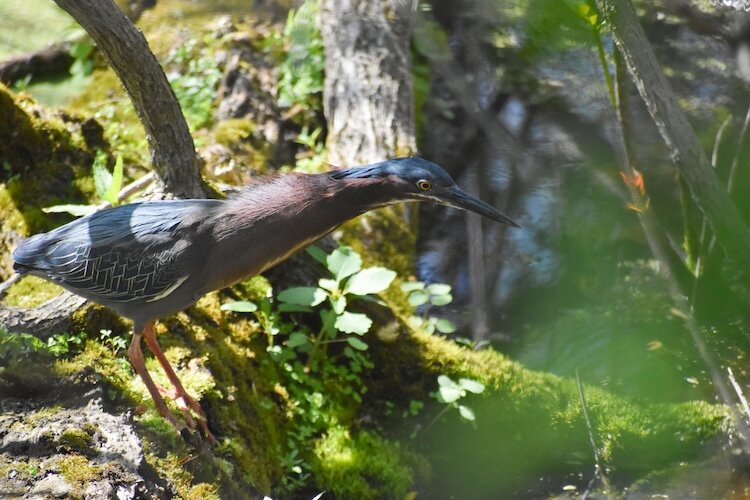 A green heron searches for food at Magee Marsh on Governor's Ohio Bird Day.