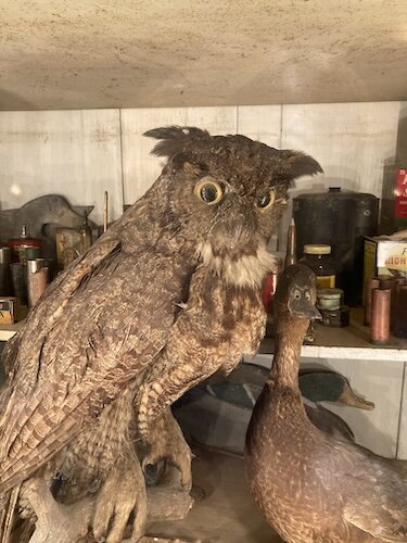 The conservancy has a case of birds that date back to the 1800s. (Photo/Kristina Smith)