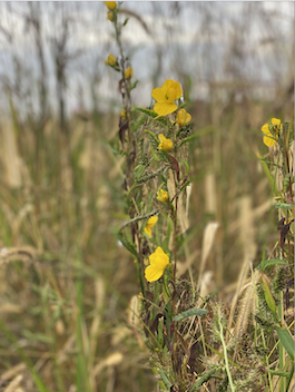 Earth Heart Farms will continue to provide private land access through community engagement in partnership with area schools, universities and conservation groups. (Photo/Payton Werling)