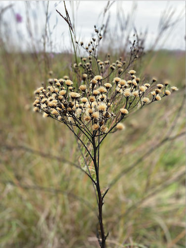 In October 2022, EHF began a revitalization of the Oak Harbor site, transitioning the farm into a native grassland. (Photo/Payton Werling)