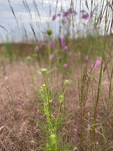 EHF's 2024-25 STEAM program is titled “Engaging K-12 Students in Authentic Watershed Experiences, Science and Stewardship: Reconnecting to the Land at Earth Heart Farms.” (Photo/Payton Werling)