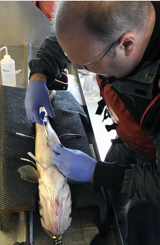 Tag, you're it: ODNR tracks fish to learn about movement patterns ...