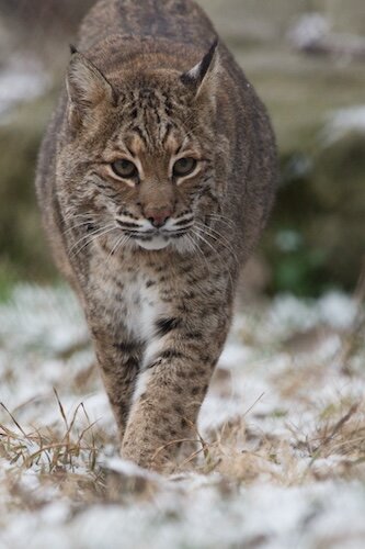 Once endangered in the state, the bobcat population recovered so well that in 2014, bobcats were removed from the endangered list. (Photo/Ohio Division of Wildlife)