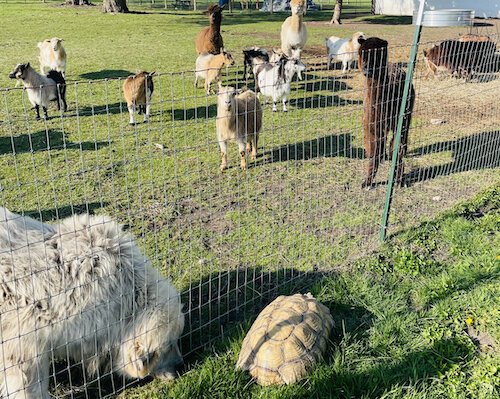 Farm animals are used in therapy sessions at Downs on the Farm. (Photo/Courtesy of Downs on the Farm)