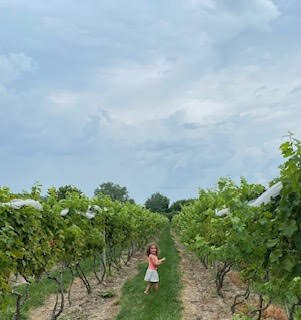 The Wermuths' granddaughter, Avery, explores the vineyard. (Photo/Courtesy of Crooked Tree Vineyard)