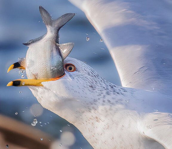 A Ring-billed Gull grabs a fish from a small area of open water on a frozen Sandusky Bay. Gulls can swallow a fish whole. Photo taken at Wyandot Wetland Meadows Preserve.