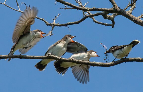 Juvenile Eastern Kingbirds are not being shy about wanting to get some of the dragonfly that a parent caught. Photo taken at Oakland Cemetery.