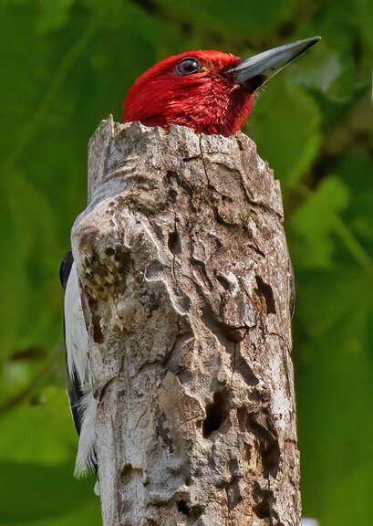 A Red-Headed Woodpecker peeks over a tree stump. Photo taken at Oakland Cemetery.