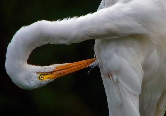 A Great Egret grooms itself. Photo taken at Stockdale Arboretum