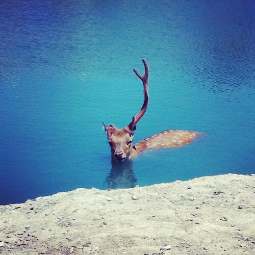 African Safari Wildlife Park