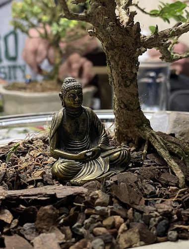 A Buddha statue sits beneath one of the bonsai trees we created during our time with Decker.
