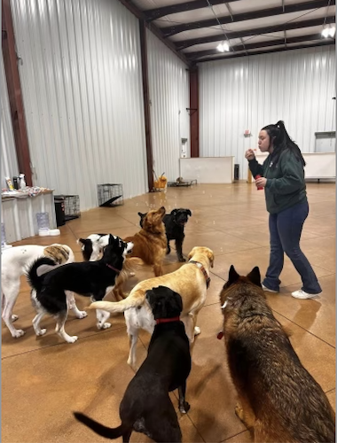 Puckett's started training her SIberian Husky before opening Puckett's Pups.