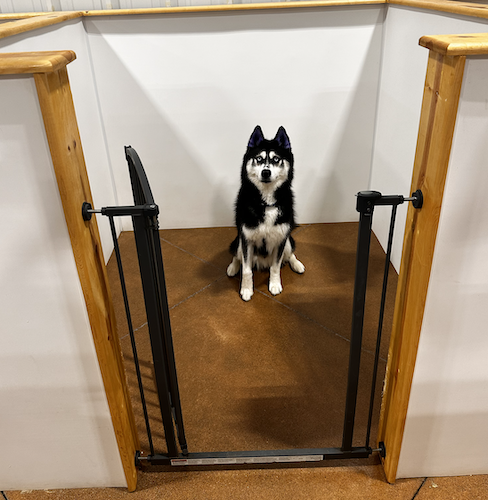 Remington sits in one of the kennels at Puckett's Pups.