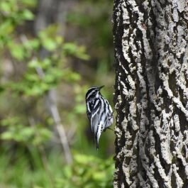 A black-and-white warbler (Photo/Kristina Smith)