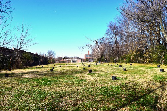 Saplings are staged in a staggered pattern to mimic a forest's natural growth pattern. This area will quickly mature into a dense urban forest and act as a buffer between the residents and Interstate-240. (Cole Bradley)
