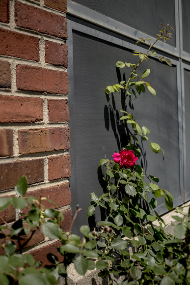 A flower blooms on a bush creeping up next to one of the boarded up building at Foote Homes.
