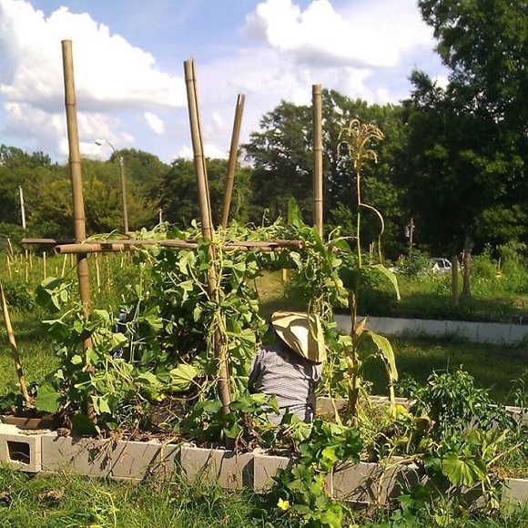Less than two years ago, the lot at Court Avenue and Watkins Street was full of shoulder-high weeds and the rubble of a demolished nursing home. Today it’s the Washington Bottoms Garden, a thriving source of sustenance and pride for a group of homele