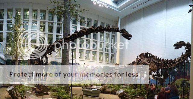 Carnegie Museum of Natural History.