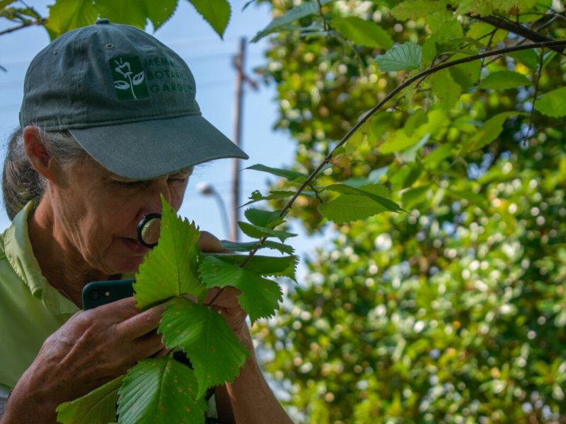 Deb Foehring, a member of the Memphis Botanic Garden Tree Team, closely inspects a tree to ensure it is labeled and mapped correctly. They hope it will soon receive certification as a level one arboretum. (HGN/Sarah Rushakoff)