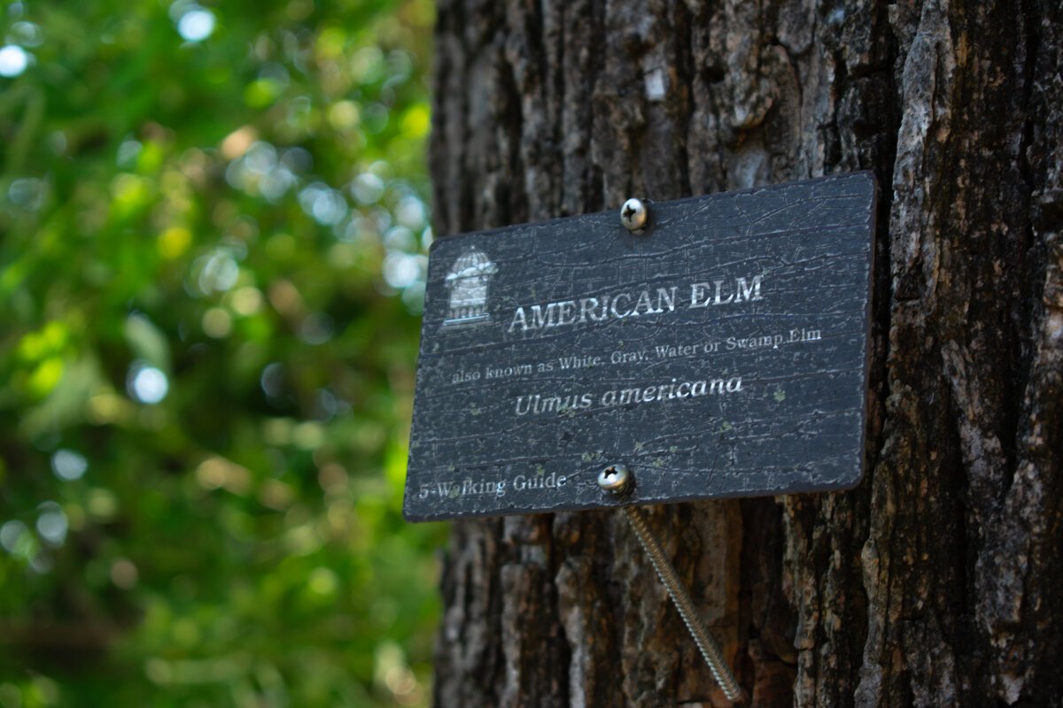 Labeling trees with their common and scientific Latin name is part of the process to obtain an official arboretum certification. (HGN/Sarah Rushakoff)
