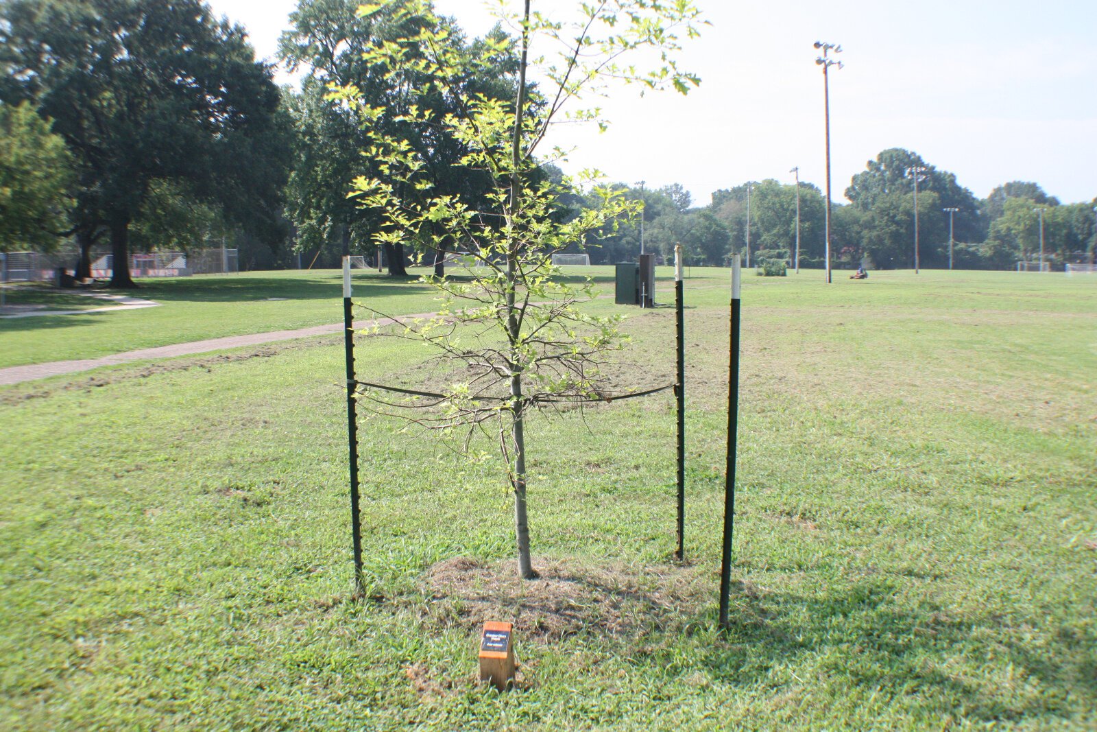 The new Gaisman Park Arboretum has 30 new juvenile trees and shrubs marked by plaques with their Latin and common names. (Cole Bradley)