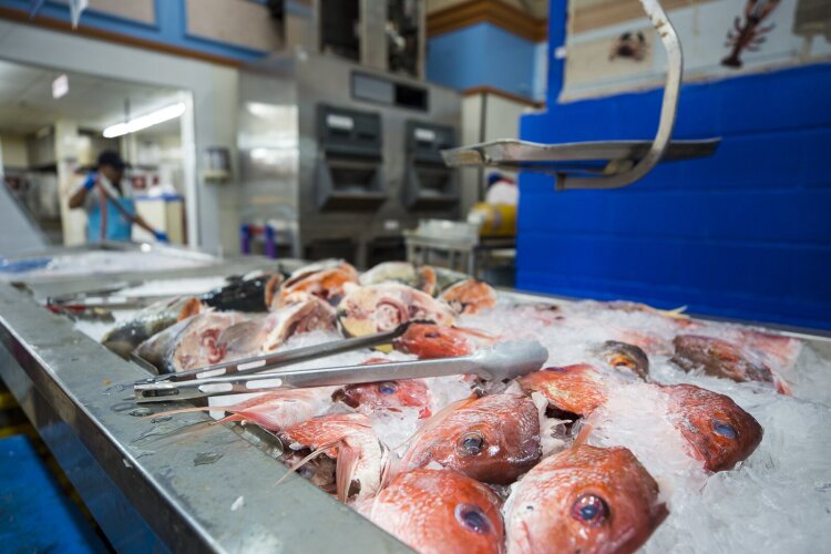 Fish on display at the Winchester Farmer's Market/Merado de Latino. (Ziggy Mack)