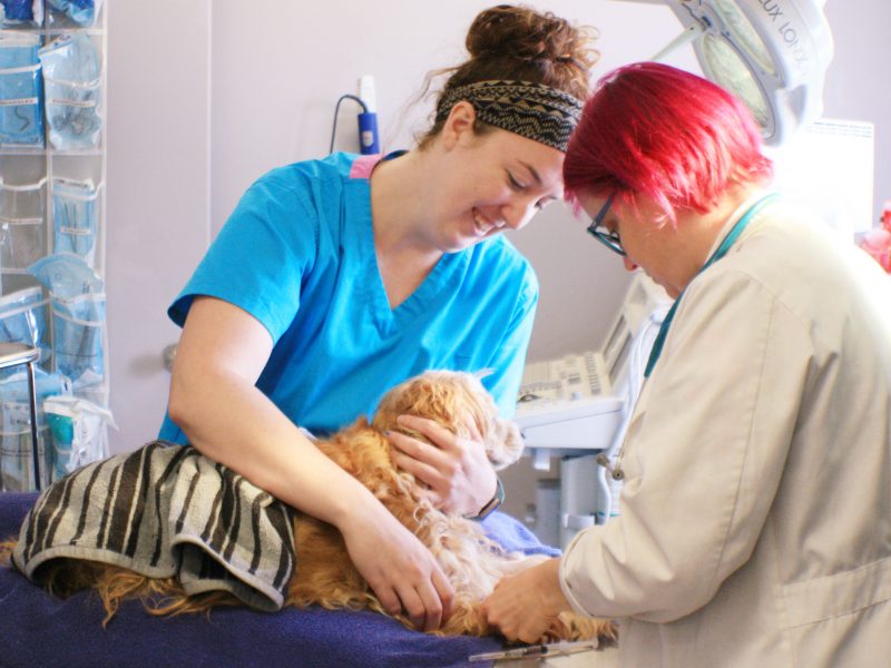 Utopia Animal Hospital's Dr. Jen Clay (R) and veterinarian technician Jessica Tatum (L) prep a patient for surgery to remove an abdominal tumor. (Cole Bradley)